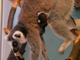 Kliknutím zvětšíte obrázek