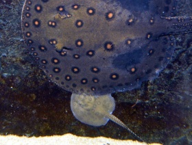 Kliknutím zvětšíte obrázek