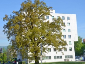 Kliknutím zvětšíte obrázek