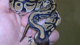 Foto ilustrační archiv