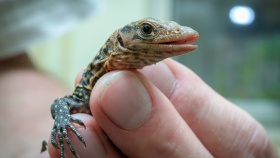 foto archiv Zoo Praha