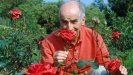Louis de Funes miloval růže a také je pěstoval Kliknutím zvětšíte obrázek