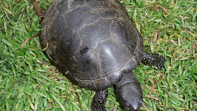 Zdroj: Wikimedia Zdroj: Wikimedia