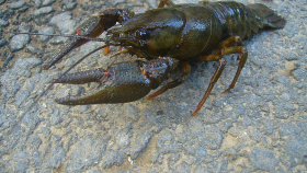 Zdroj: Wikimedia Zdroj: Wikimedia