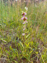 Ve Středočeském kraji vykvetly vzácné orchideje