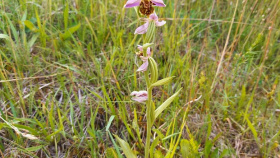 Ve Středočeském kraji vykvetly vzácné orchideje