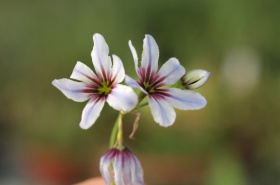 Teplice mají dvě národní sbírky rostlin