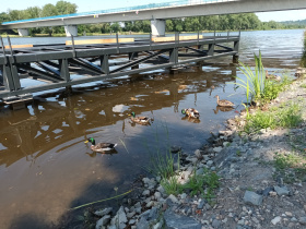 Metrostav dokončuje přístaviště ve Štětí pod bedlivým dohledem kachen