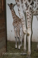 Kliknutím zvětšíte obrázek