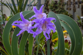 Botanka láme rekordy v návštěvnosti