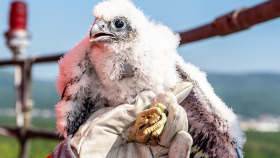 Sokolí mláďata opustila hnízda