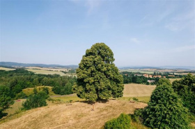 Stromem roku se může stát i 300 let stará lípa z Lounska