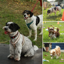 Psí den v Teplicích se vydařil