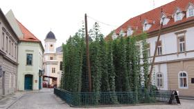 Žatec a krajina žateckého chmele jsou na Seznamu světového dědictví! Žatec a krajina žateckého chmele jsou na Seznamu světového dědictví!