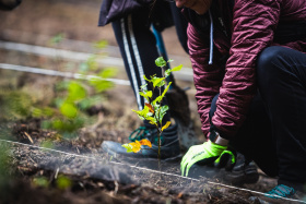 Den za obnovu lesa bude  v sobotu