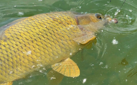 Češi překonali hranici 73 kilogramů Češi překonali hranici 73 kilogramů
