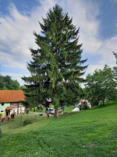 Vánoční strom pro Prahu