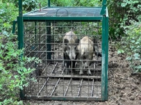 Lov černé zvěře je efektivnější