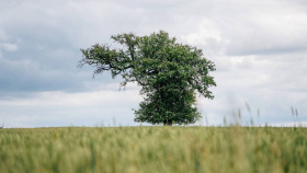 Vyhrála osamělá a nezdolná hrušeň