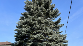 Vánoční Karlovy Vary letos ozdobí strom z Chranišova