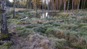 Tůně v lázeňských lesích přispějí k zadržení vody v krajině i zvýšení biodiverzity