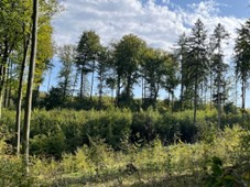 Lesnický tendr 2024+ skončil, práce mohou v lednu začít