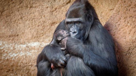 První gorilí mládě v rezervaci Dja