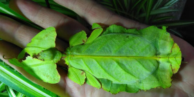 Štíři a strašilky v Botanické zahradě v Teplicích