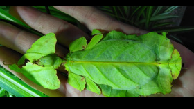 Štíři a strašilky v Botanické zahradě v Teplicích