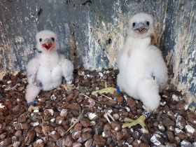 Sokolí farma si vloni připsala dva nové rekordy