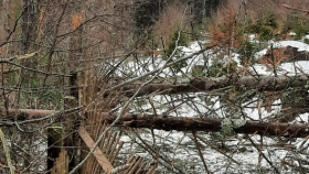 Vítr poškodil na Boubíně stovky stromů
