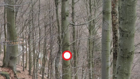 Nestarší buk v Čechách možná získá ochranu