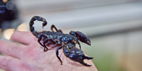 Štíři a strašilky slaví úspěch