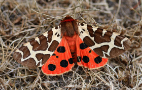 Kliknutím zvětšíte obrázek