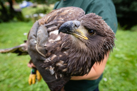 Nadace ORLEN podpoří záchranné stanice