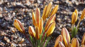 Botanická zahrada nespí. Výstavu jablek střídají jarní cibuloviny