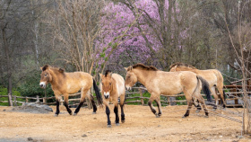 Do Zoo Praha se vrátili koně Převalští Do Zoo Praha se vrátili koně Převalští