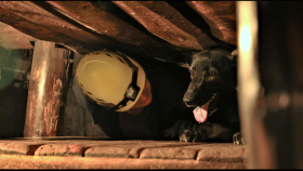 Mostečtí báňští záchranáři podpoří výcvik služebních psů