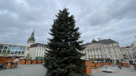 Brno už hledá vánoční strom Brno už hledá vánoční strom