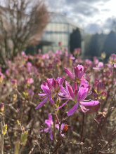 Botanická zahrada láká na rododendrony