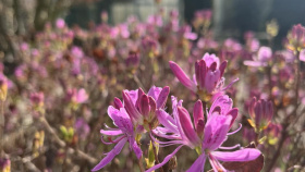 Botanická zahrada láká na rododendrony