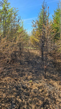 Kvůli riziku požárů zakázaly Lesy ČR až do konce října pálení klestu