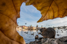 O víkendu foťte rostliny i ptáky