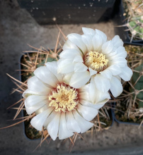 V Teplicích se chystá prodejní výstava kaktusů