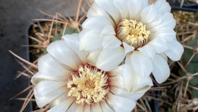 V Teplicích se chystá prodejní výstava kaktusů