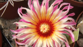 Botanická zahrada oslaví Mezinárodní den tropů Botanická zahrada oslaví Mezinárodní den tropů