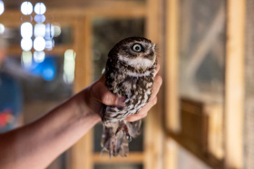 Kraj se podílí na záchraně ohroženého sýčka obecného