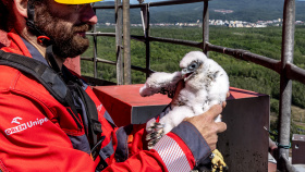 Tři sokolí mláďata opustila hnízdní budku Tři sokolí mláďata opustila hnízdní budku
