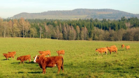 Nová krajská dotace podpoří veterináře Nová krajská dotace podpoří veterináře