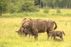 Rezervace velkým kopytníkům svědčí